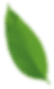 leaf image