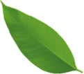leaf image